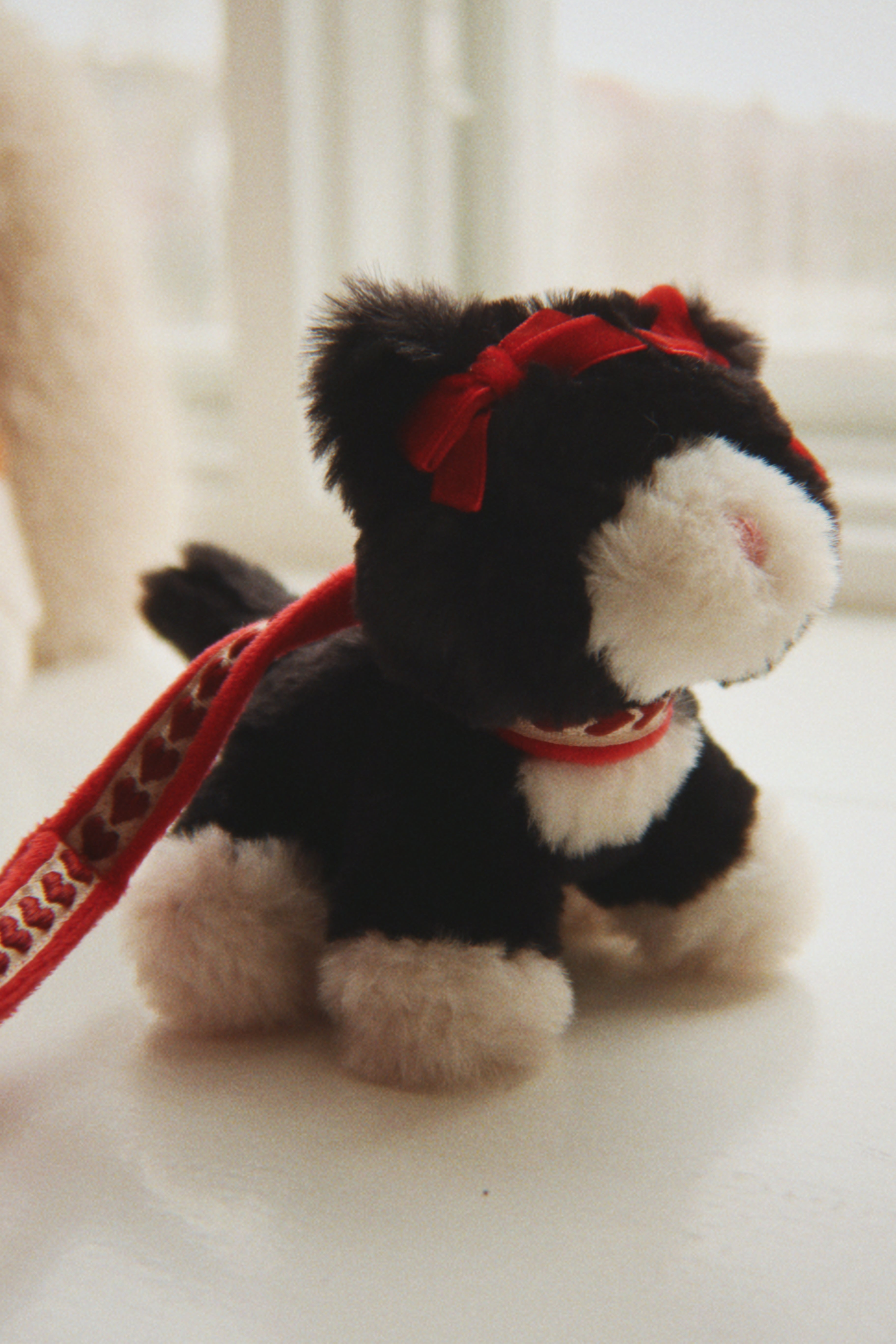Pet Kitty - Black Beauty